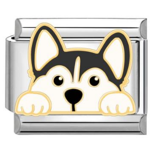 Charm Husky dog