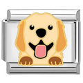 Charm golden retriever