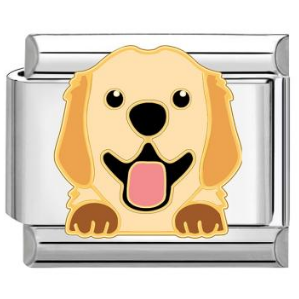 Charm golden retriever