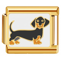 Charm - perro salchicha