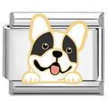 Charm bulldog francés